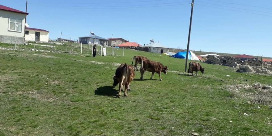 Gürün Güldede Köyü Resimleri