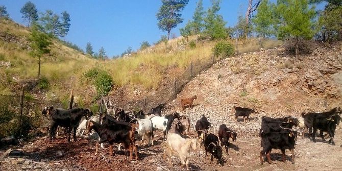 Ormanda Keçilere Arı Tülü Önlem