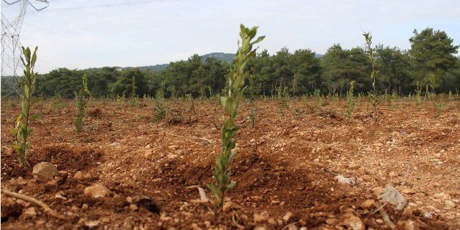 Atıl Durumdaki Bozuk Ormanlar Orman Köylüsüne Gelir Kapısı Oluyor
