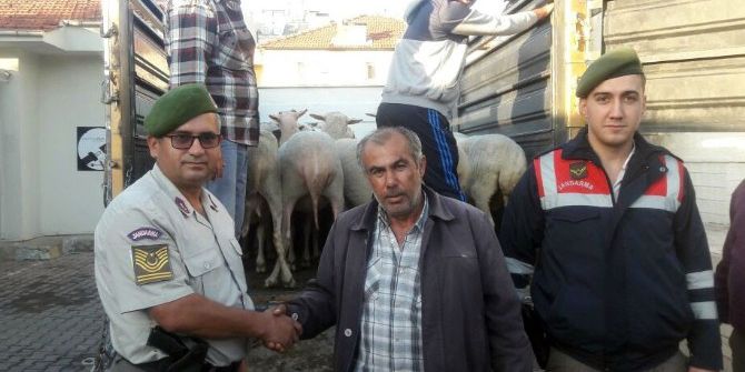 Koyun Hırsızları Jandarmadan Kaçamadı
