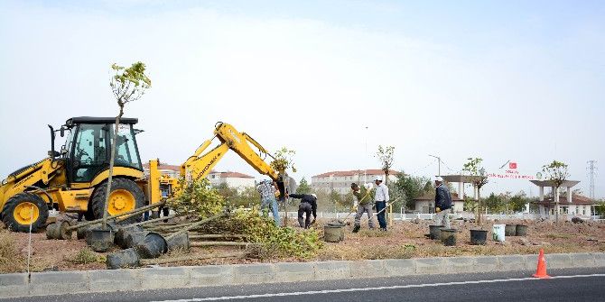 Aksaray-konya Karayolu’na 300 Adet Ağaç Dikiliyor