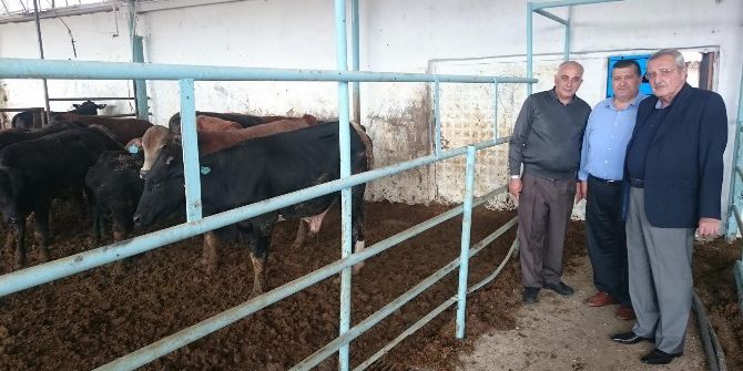 Brezilya’dan İthal Angus Ve Brangus’lar Sahiplerine Dağıtıldı