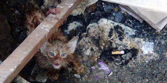 Vatandaşların Kedi Kurtarma Operasyonu