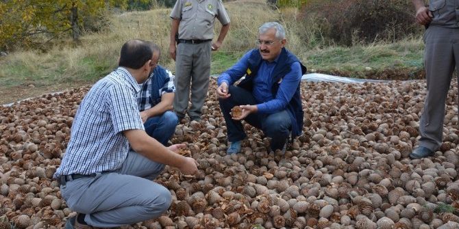 Sedir Tohumları Toprakla Buluşmaya Hazırlanıyor