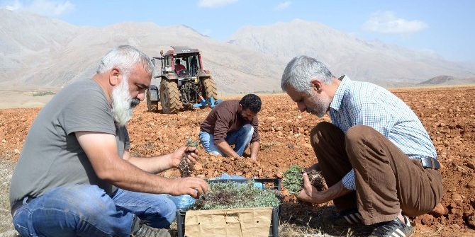 Ovacık’ta İlk Defa Lavanta Dikimi Yapıldı
