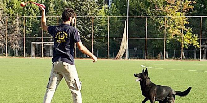 Bomba Arama Köpeği “Gece” Türkiye Birincisi Oldu