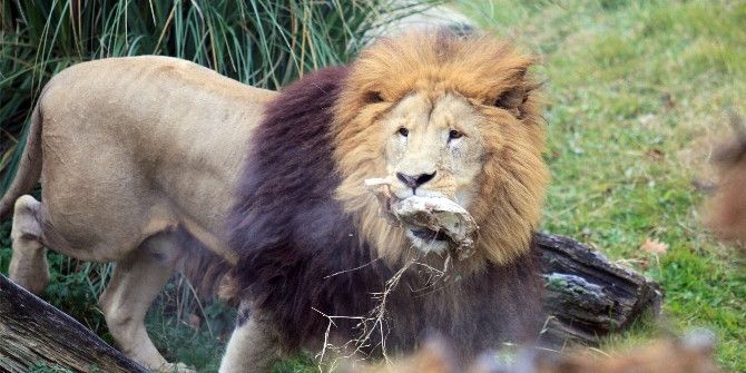 Zoopark’taki Aslanların Nefes Kesen Kış İdmanı...