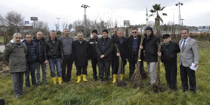 Sinoplu Çiftçilere 10 Bin Adet Ceviz Fidanı Dağıtıldı