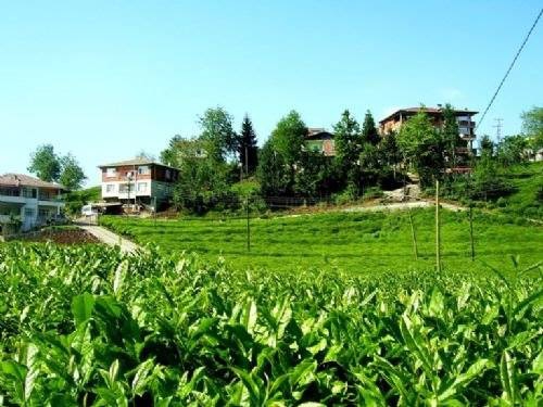 Of Sıraağaç Köyü Resimleri 2