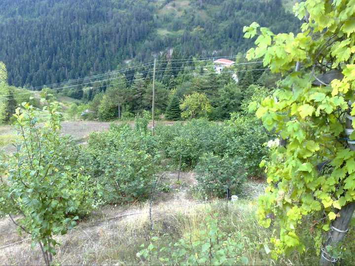 Şenpazar Celallı Köyü Resimleri 12