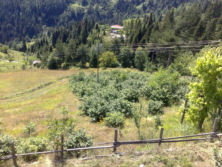 Şenpazar Celallı Köyü Resimleri 3