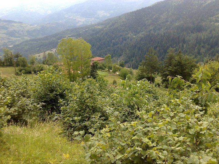 Şenpazar Celallı Köyü Resimleri 9