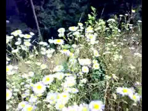 Şalpazarı Fidanbaşı Köyü Resimleri 5