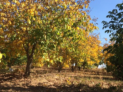 Uşak Susuzören Köyü Resimleri 2