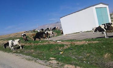 Uşak Yoncalı Köyü Resimleri 3