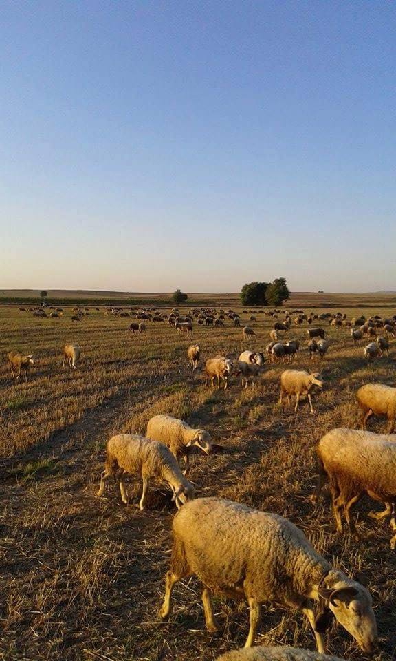 Uşak Yoncalı Köyü Resimleri 6