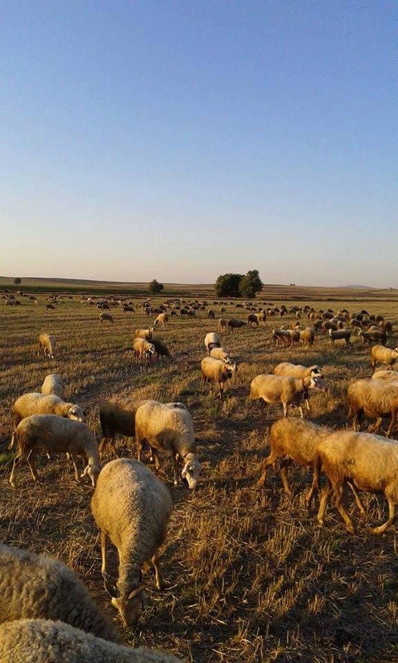 Uşak Yoncalı Köyü Resimleri 8