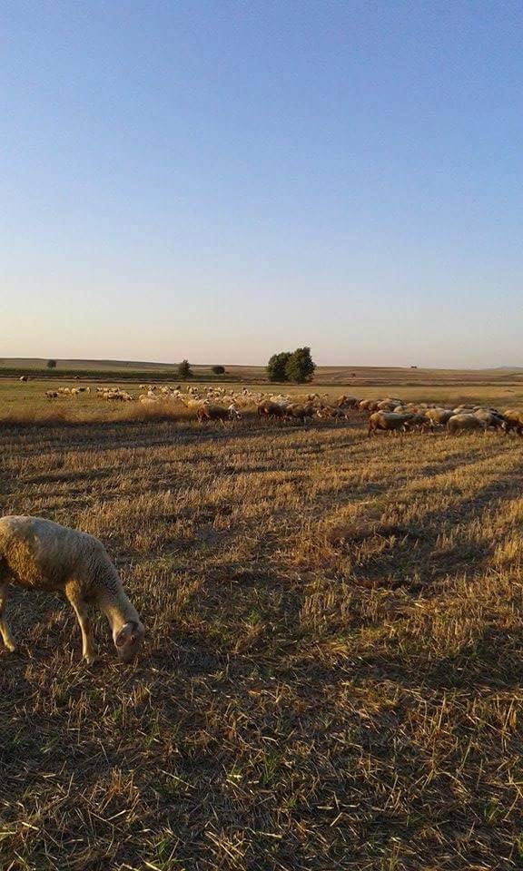 Uşak Yoncalı Köyü Resimleri 9