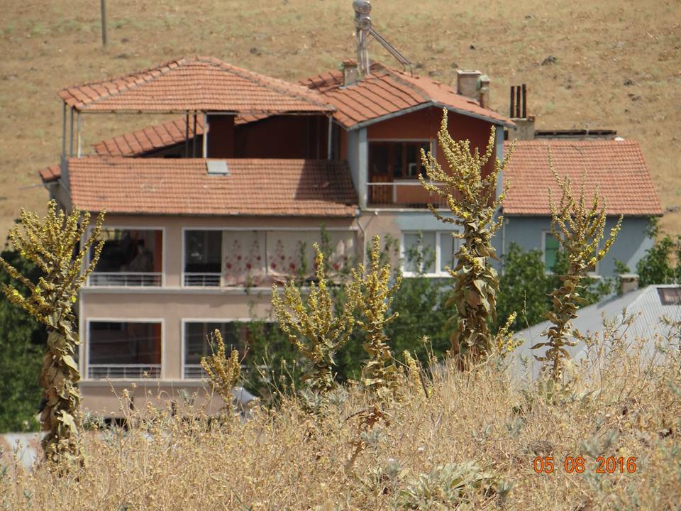 Karakoçan Yenice Köyü Resimleri 5