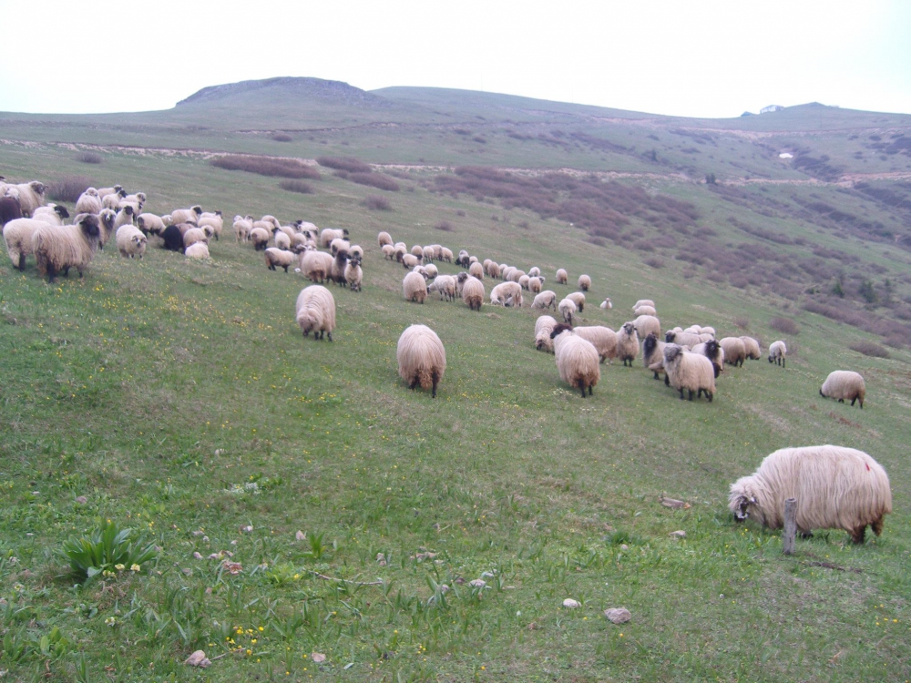 Şalpazarı Güdün Köyü Resimleri 17