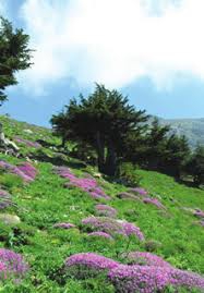 Dulkadiroğlu Kartal Köyü Resimleri 4