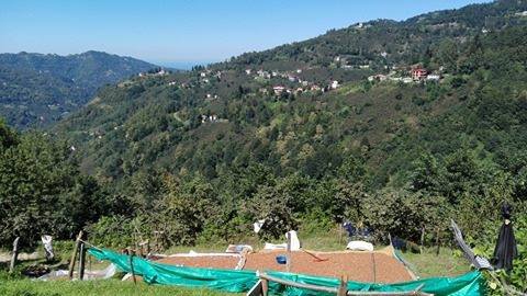 Şalpazarı Gölkiriş Köyü Resimleri 1