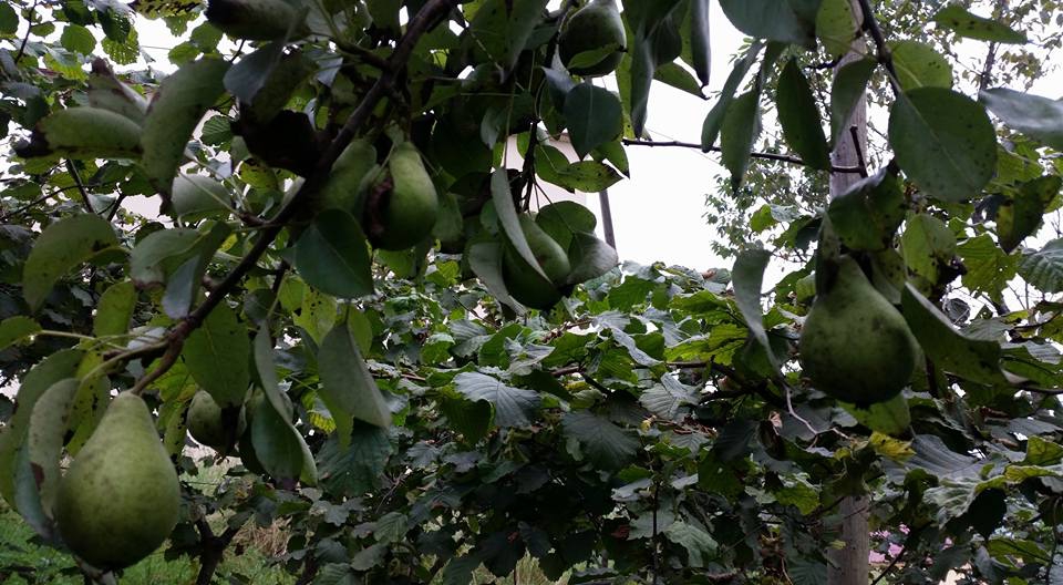 Şalpazarı Gölkiriş Köyü Resimleri 11