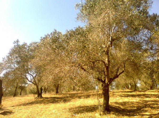 Adana Çukurova Kabasakal Köyü Resimleri 12