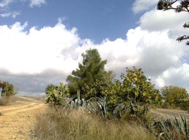 Adana Çukurova Kabasakal Köyü Resimleri 14