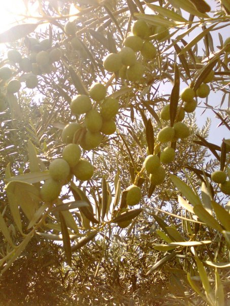 Adana Çukurova Kabasakal Köyü Resimleri 9