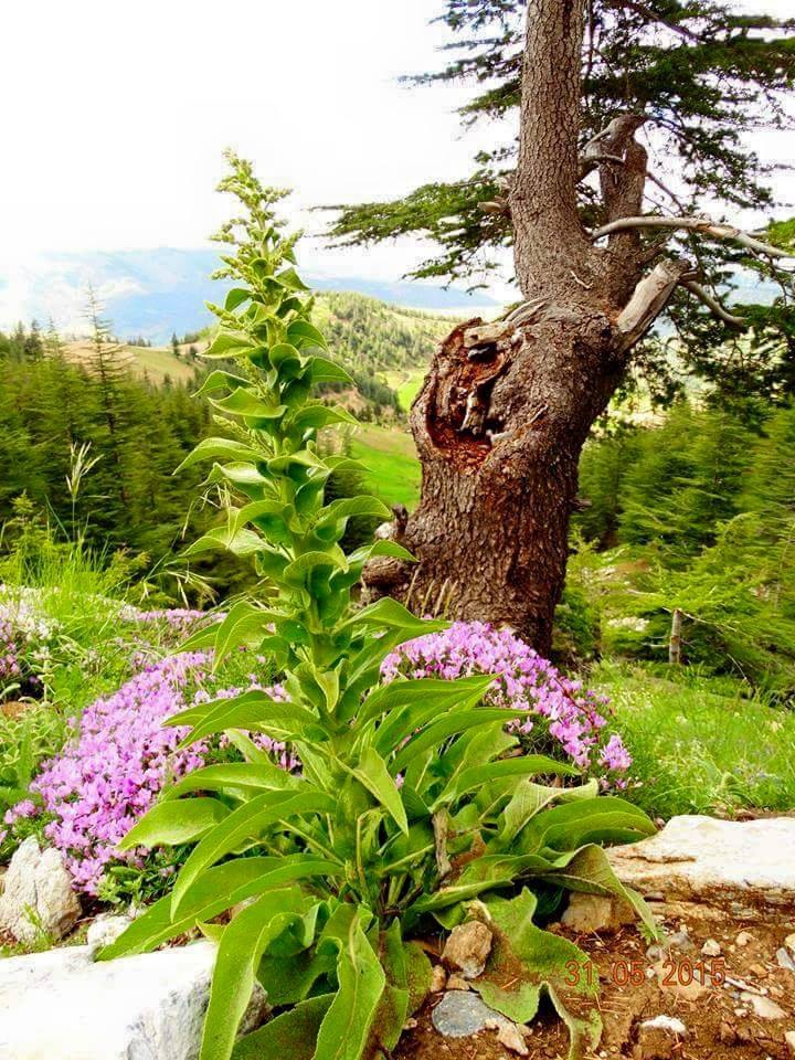 Ekinözü Türkmenle Köyü Resimleri 2