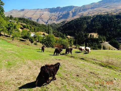 Ekinözü Türkmenle Köyü Resimleri 5