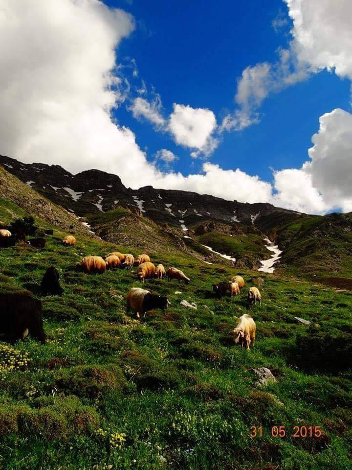 Ekinözü Türkmenle Köyü Resimleri 8