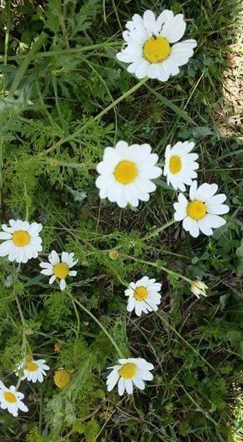 Andırın Akifiye Köyü Resimleri 7