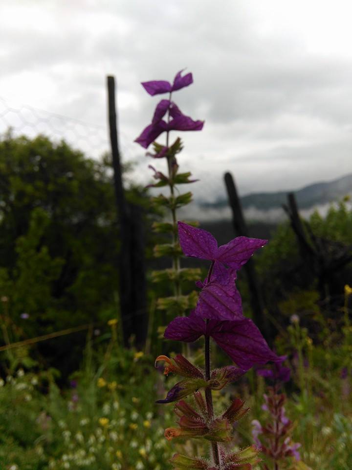Andırın Alanlı Köyü Resimleri 5