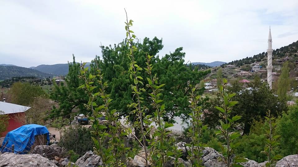 Andırın Altınyayla Köyü Resimleri 2