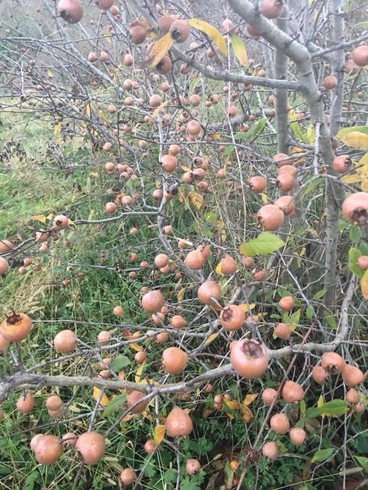 Sürmene Dirlik Köyü Resimleri 101