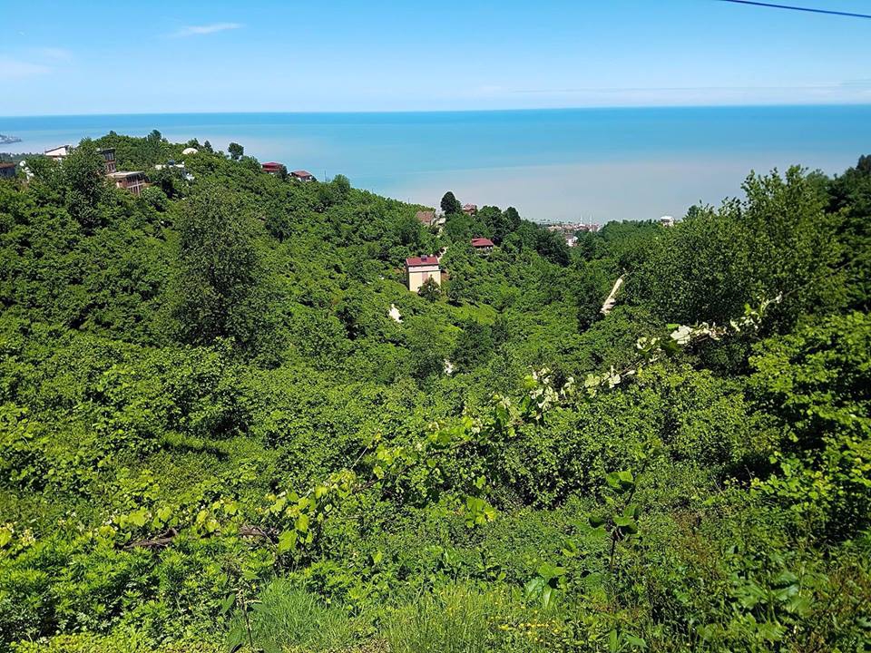 Sürmene Dirlik Köyü Resimleri 111