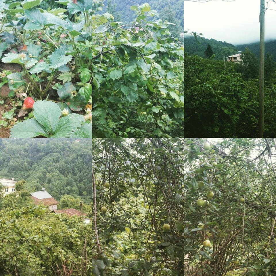 Sürmene Dirlik Köyü Resimleri 124