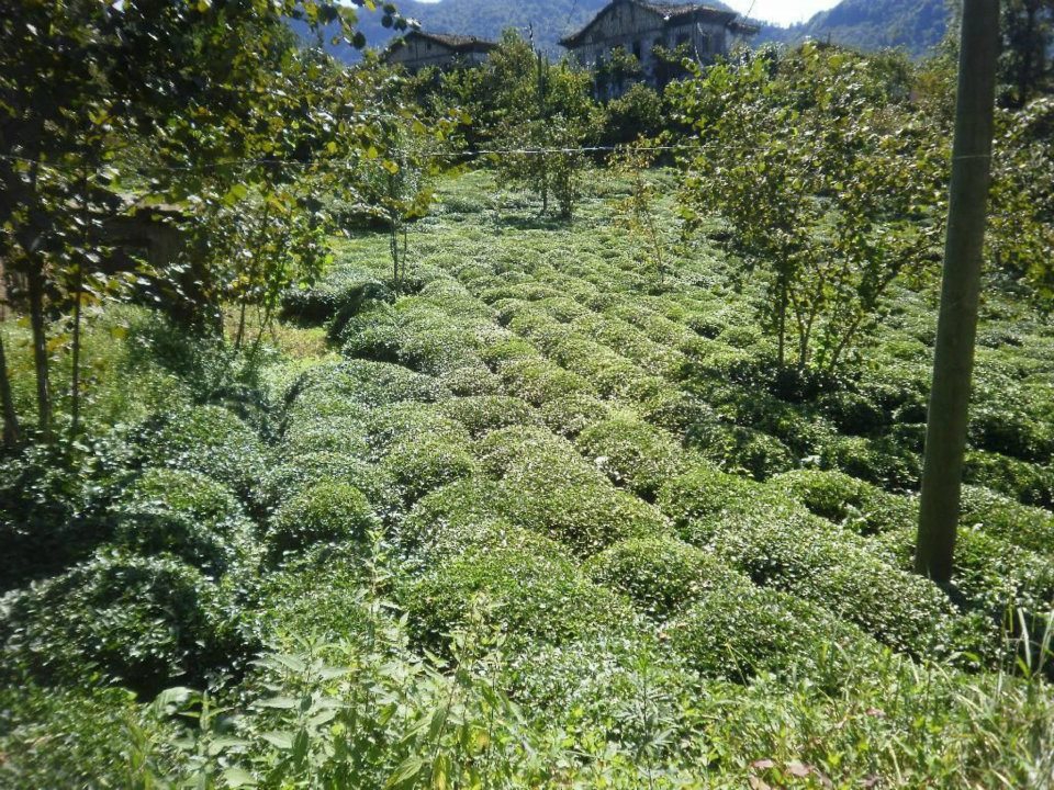 Sürmene Dirlik Köyü Resimleri 125