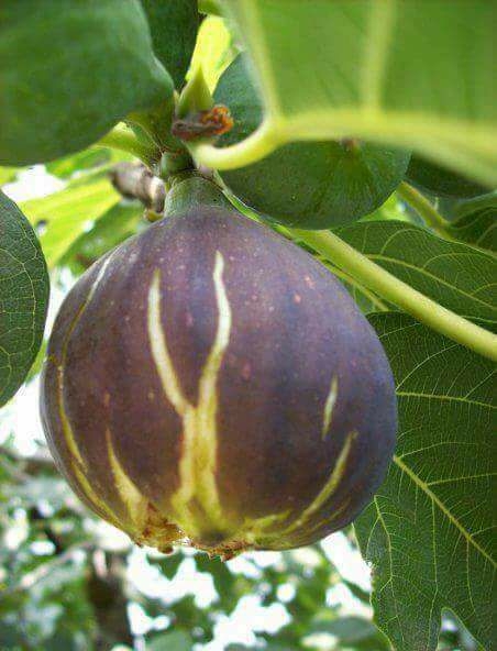 Sürmene Dirlik Köyü Resimleri 127