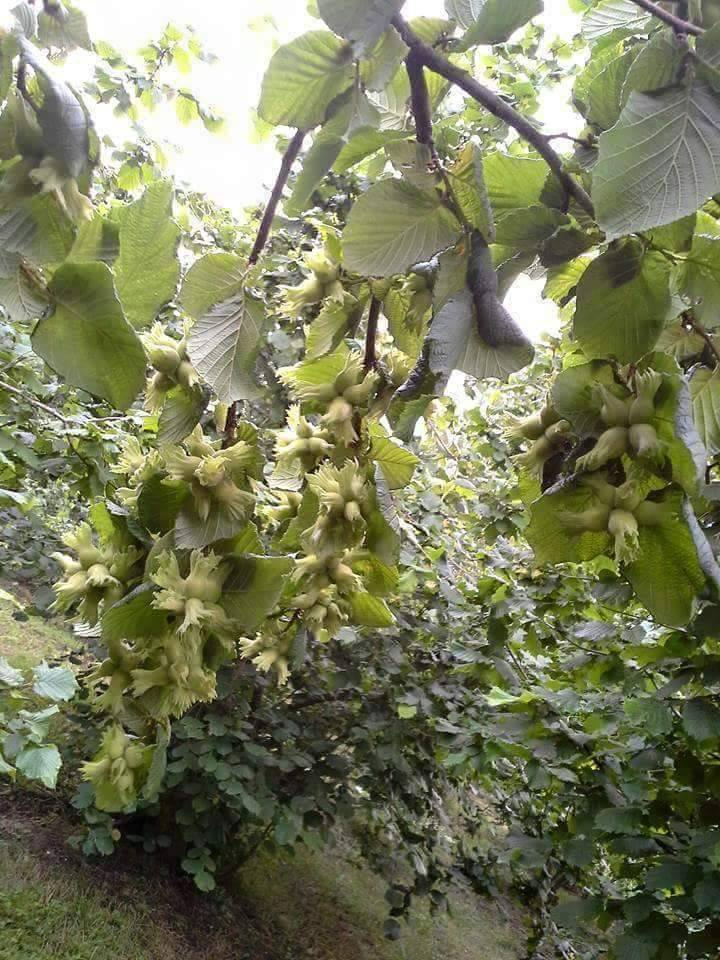 Sürmene Dirlik Köyü Resimleri 52