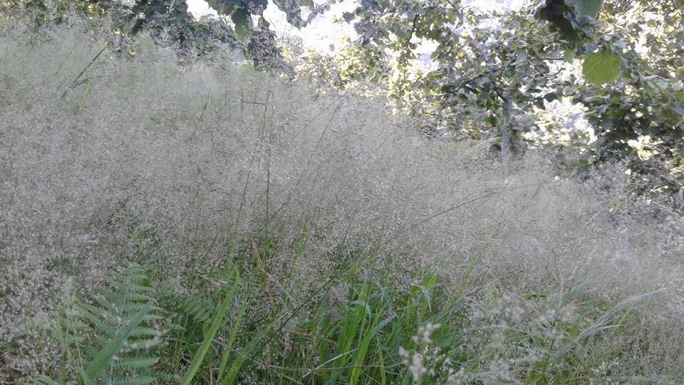 Sürmene Dirlik Köyü Resimleri 64