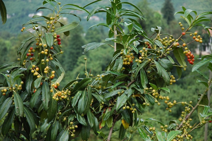 Sürmene Dirlik Köyü Resimleri 65