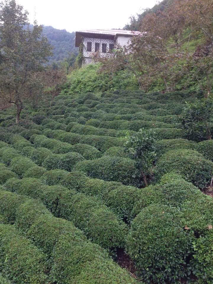 Sürmene Dirlik Köyü Resimleri 99