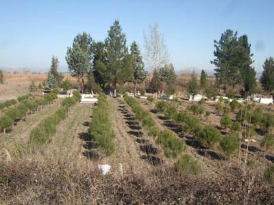 Adana Ceyhan Günlüce Köyü Resimleri 13