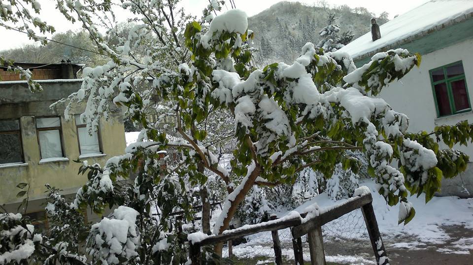 Sürmene Gültepe Köyü Resimleri 23
