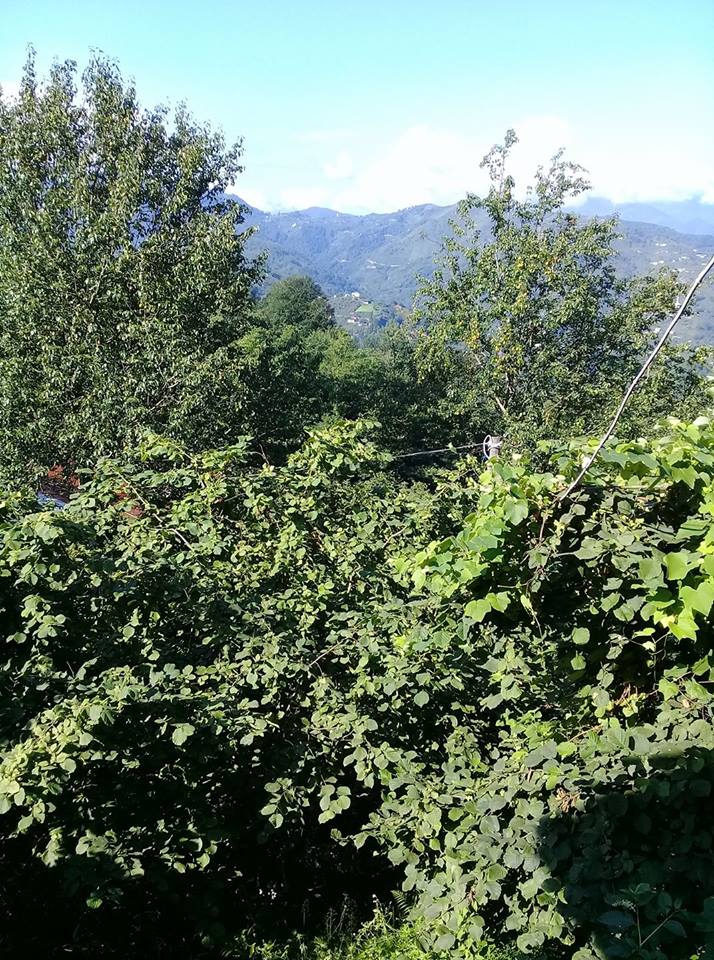 Sürmene Gültepe Köyü Resimleri 50