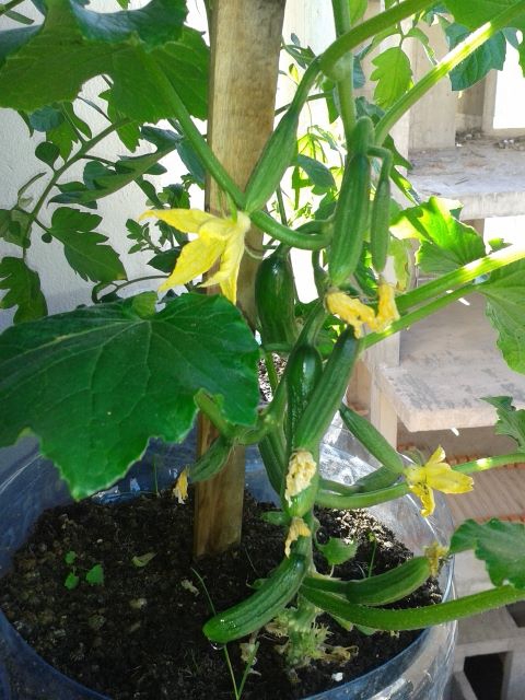 Sürmene Güneyköy Resimleri 15