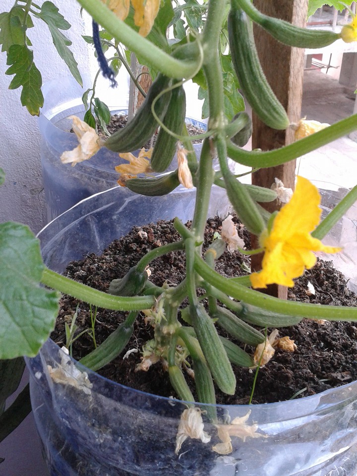 Sürmene Güneyköy Resimleri 21